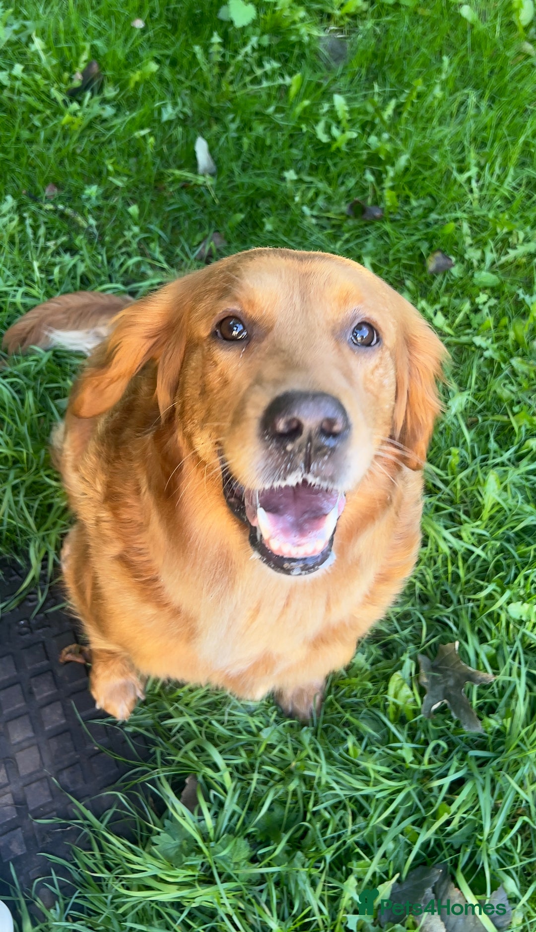 Golden Retriever dogs for sale: Hips elbows DNA perfect. 5 years old this july - Image 3
