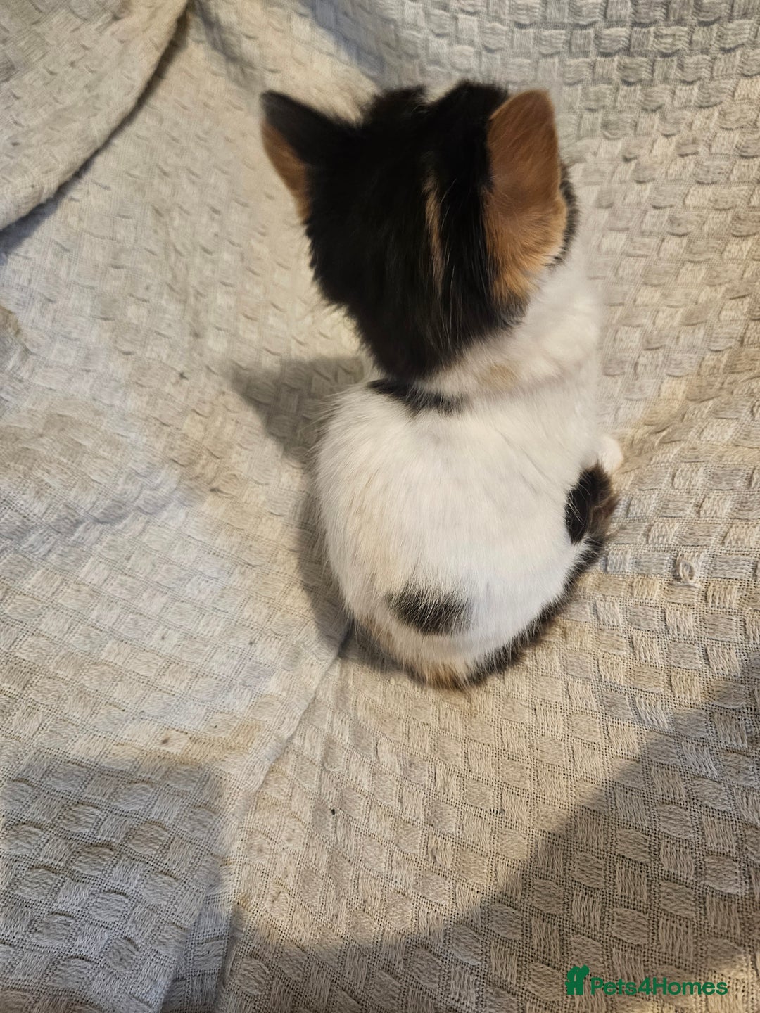 Mixed Breed cats for sale: 8 lovely kittens for sale - Image 14