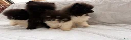 Pomeranian dogs for sale: Pomeranian puppy’s  - Advert 11