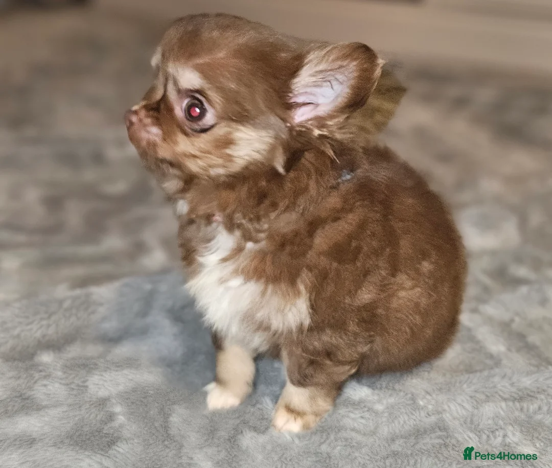Chihuahua dogs for sale: Gorgeous Chocolate Tri Longcoat Chihuahua - Advert 3
