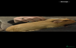 Guinea Pig rodents for sale: 2 male bonded guinea pigs and c&c set  - Advert 2