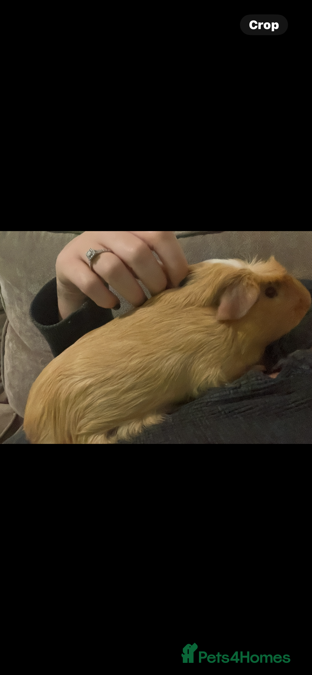 Guinea Pig rodents for sale: 2 male bonded guinea pigs and c&c set  - Advert 2