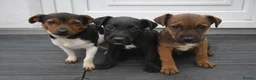 Patterjack dogs for sale: Adory Jack Russell puppies x patterdale  - Advert 2
