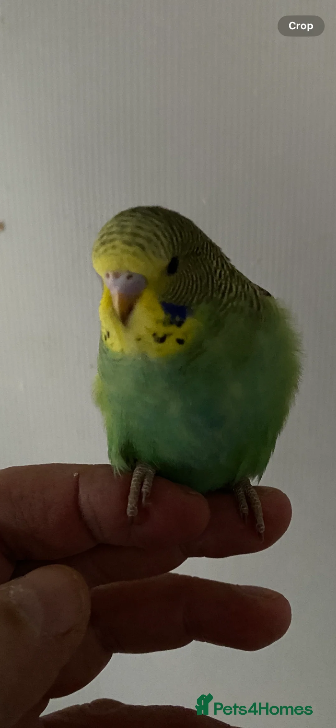 Budgerigars birds for sale: Young budgies  - Advert 2