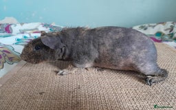 Guinea Pig rodents for sale: Skinny/werewolf boys available - Image 1