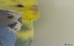 Budgerigars birds for sale: Beautiful baby budgies  - Image 4