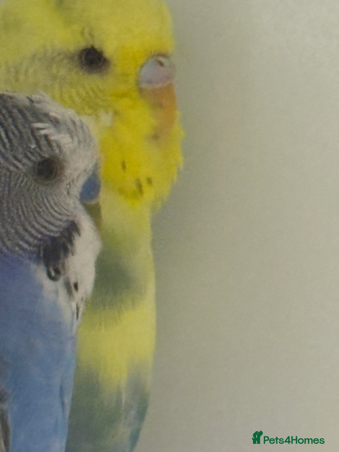 Budgerigars birds for sale: Beautiful baby budgies  - Image 4