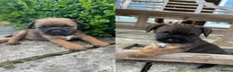 Border Terrier dogs for sale: 2 Border Terrier dogs available  in Yeovil - Advert 1