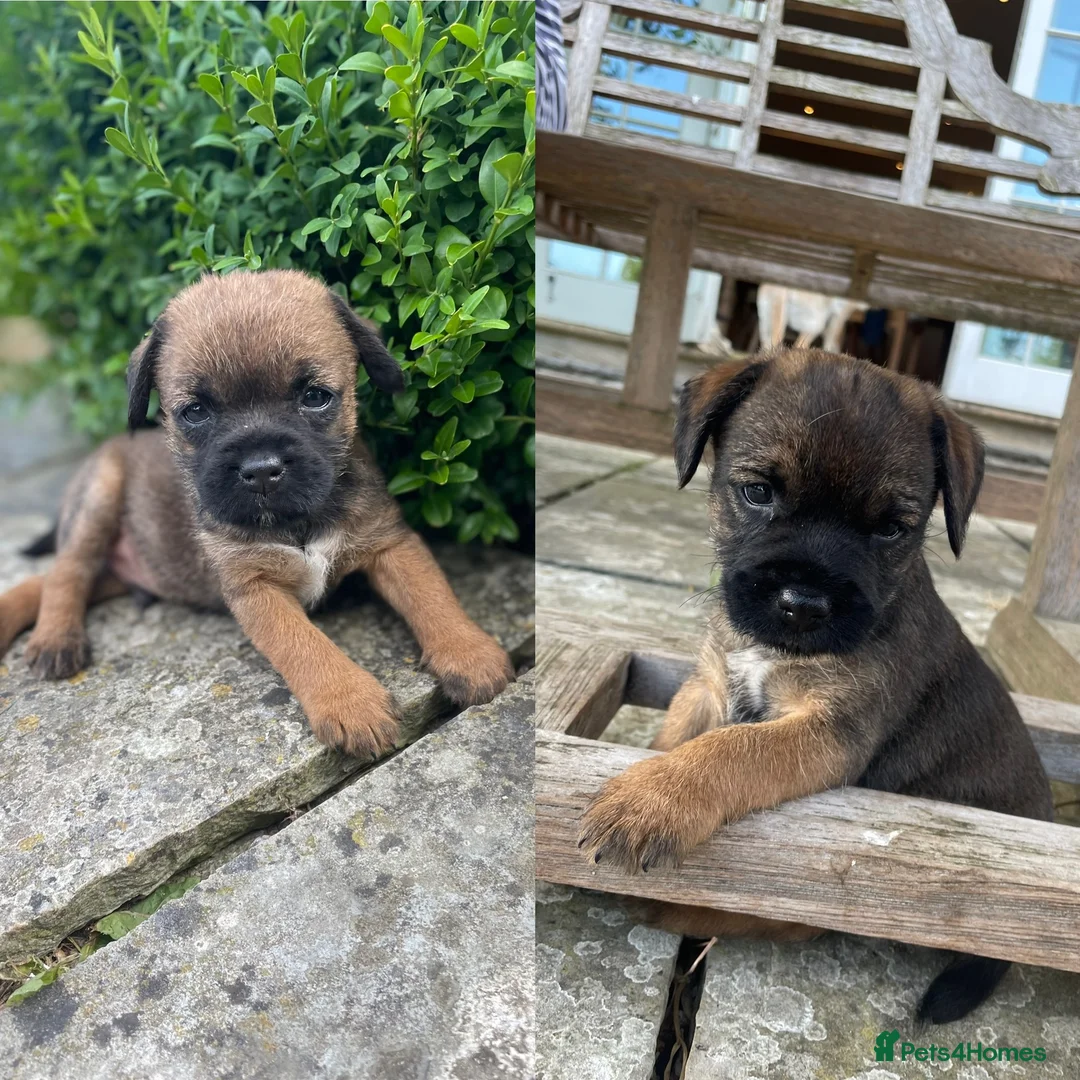 Border Terrier dogs for sale: 2 Border Terrier dogs available  in Yeovil - Advert 1