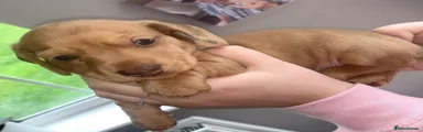 Miniature Dachshund 1