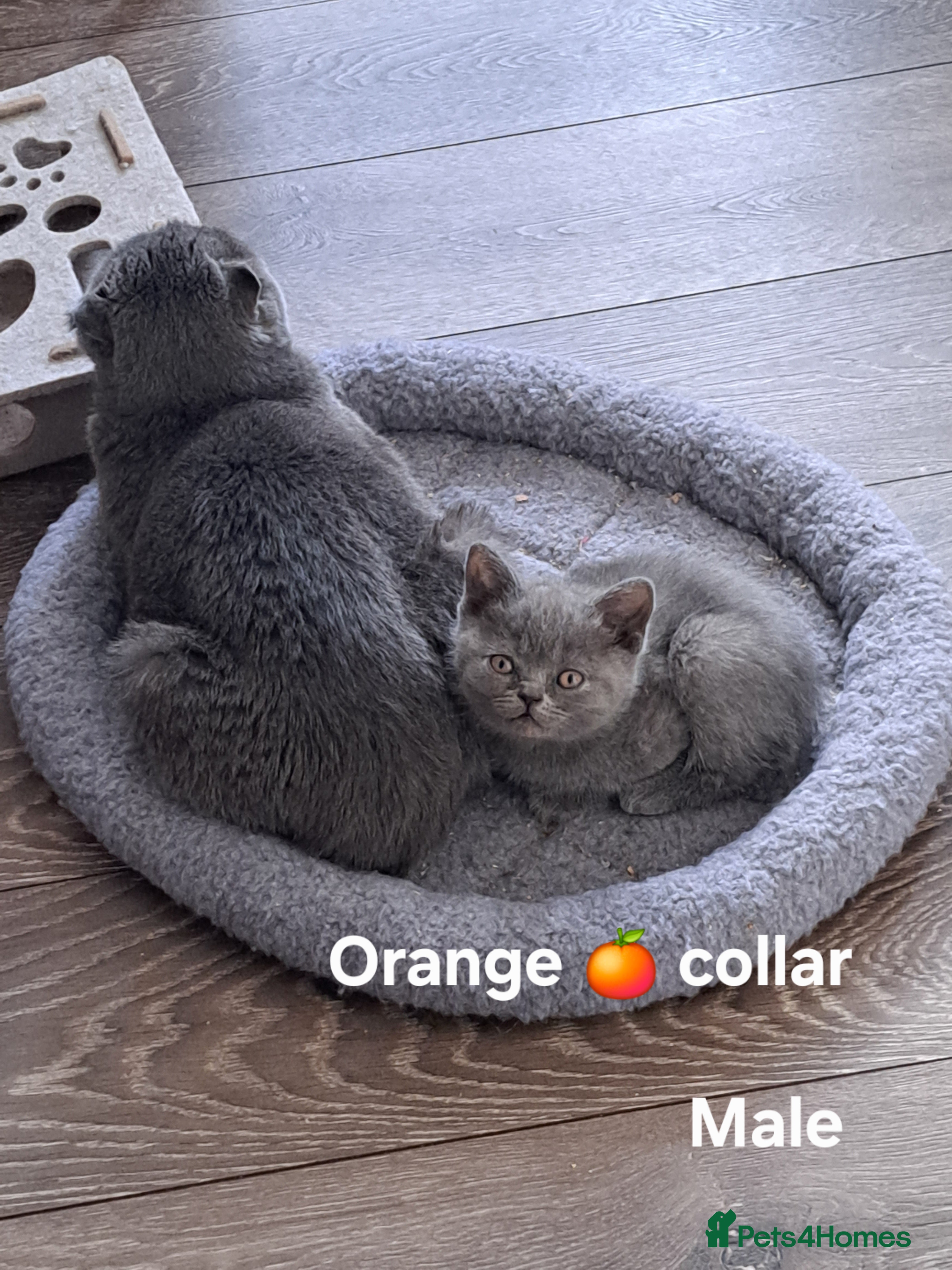 British Shorthair cats BSH + SFS KITTENS ARE READY TO GO NOW - Advert 2