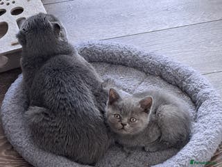 British Shorthair cats BSH + SFS KITTENS ARE READY TO GO NOW - Advert 18