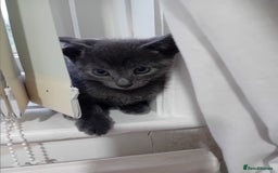 Mixed Breed cats for sale: Siamese mix - Image 5