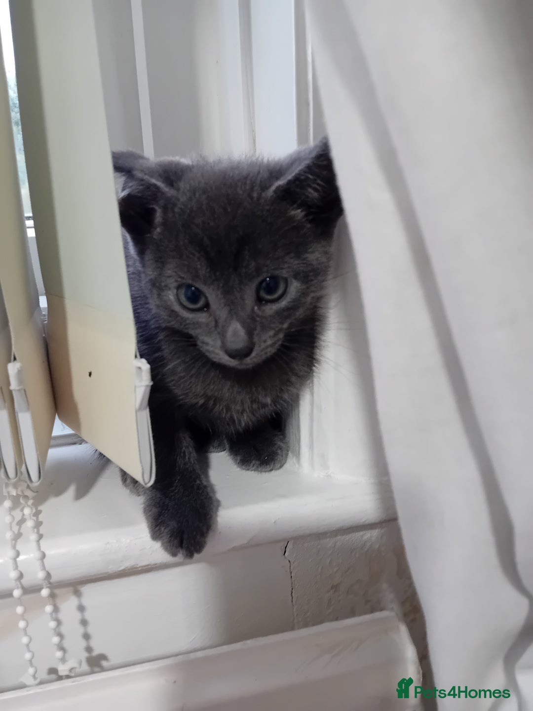 Mixed Breed cats for sale: Siamese mix - Image 5