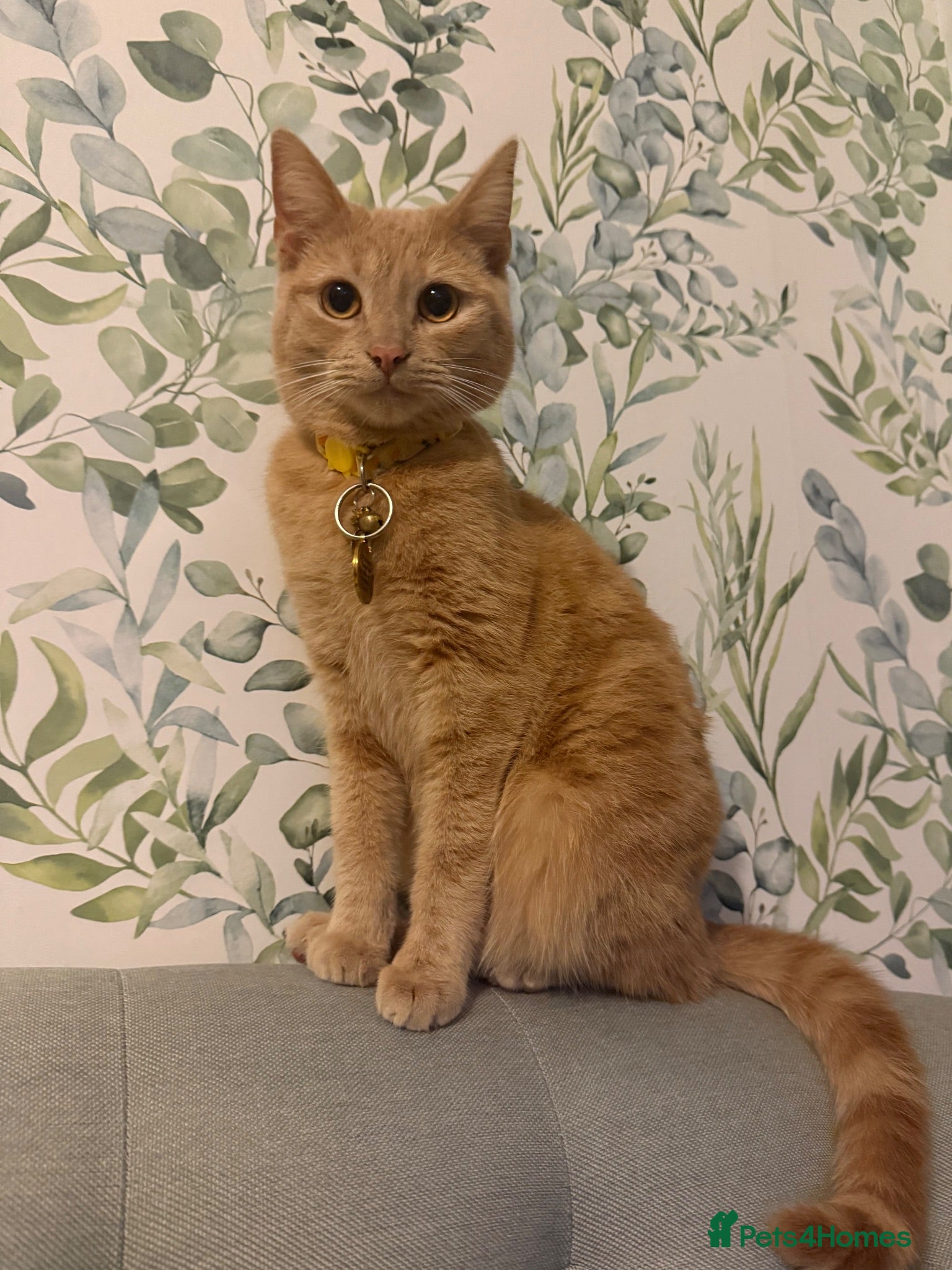 Mixed Breed cats Ginger cat for sale  - Advert 1