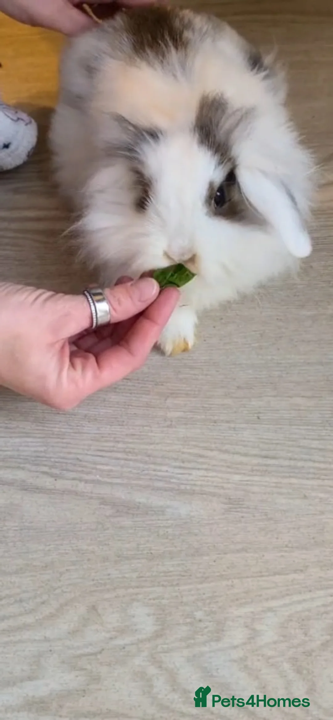 Mini Lion Lop rabbits for sale: Adorable lion lops ready for there forever home! - Advert 2
