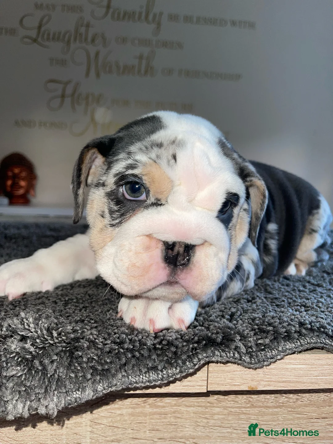 English Bulldog dogs for stud: Proven English Bulldog Stud - Blue Tri Merle in Romford - Advert 14