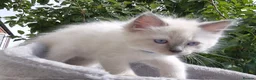 Ragdoll cats for sale: 💙 Blue Point Ragdolls 💙 - Advert 13