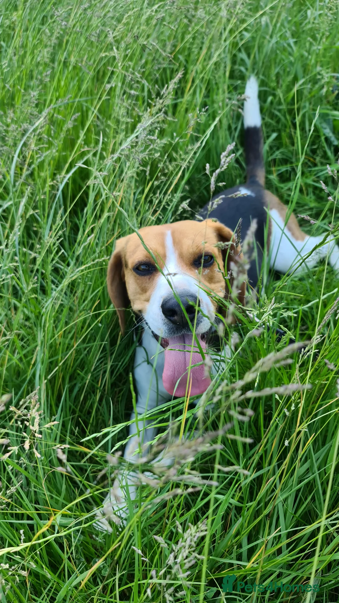 Beagle dogs for stud: Max beagle available for stud in Hemel Hempstead - Advert 2