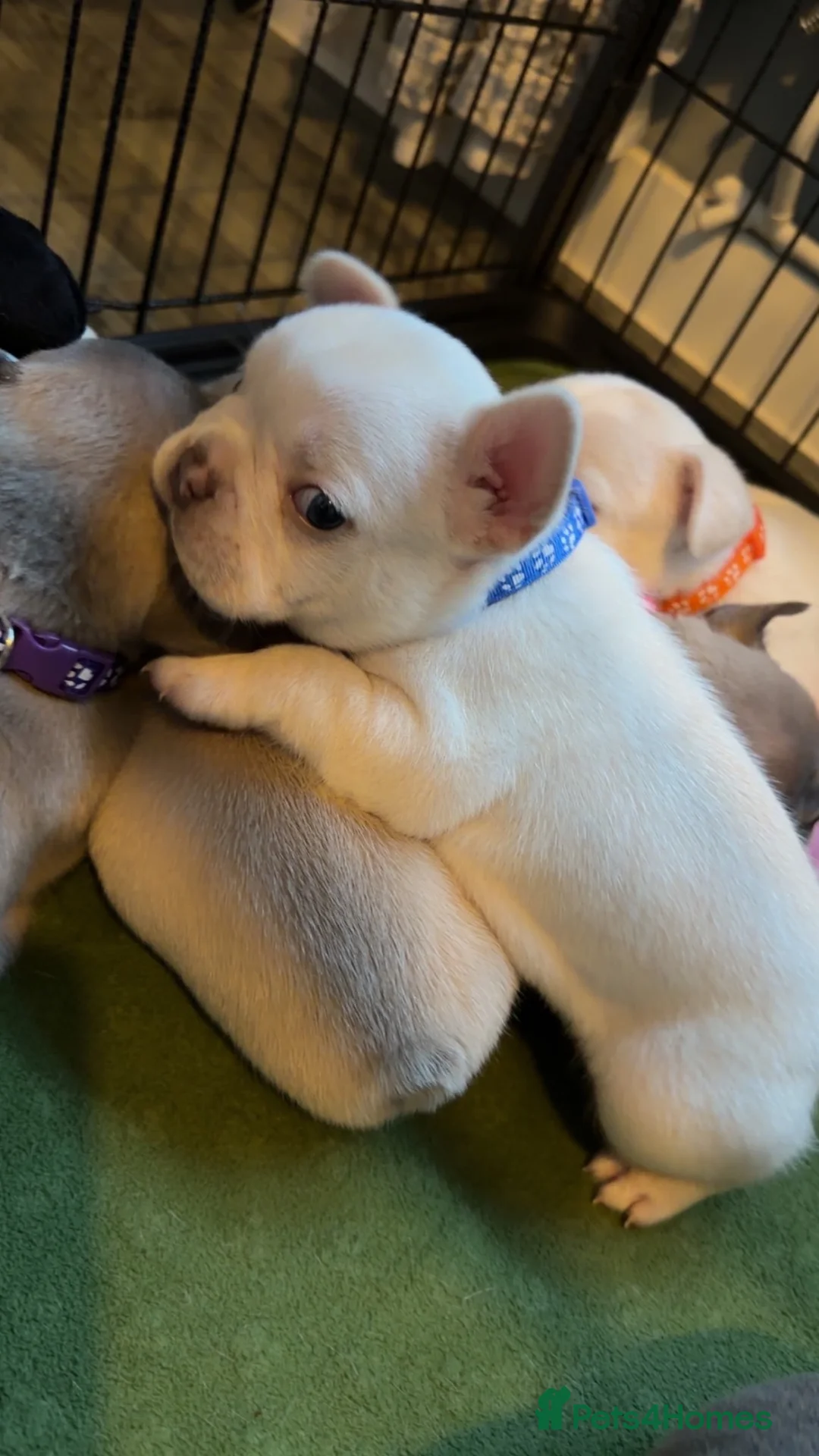 French Bulldog dogs for sale: French bull dog puppies 😍😍 KC REGISTERED  - Advert 2