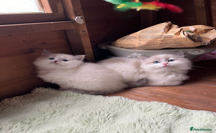 Ragdoll cats Ragdoll kittens - Advert 2