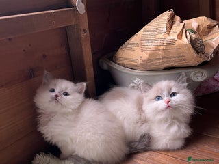 Ragdoll cats Ragdoll kittens - Advert 2