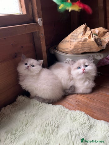 Ragdoll cats Ragdoll kittens - Advert 2