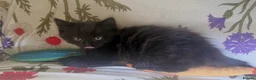 Mixed Breed cats for sale: 2 MALE BLACK LONG HAIRED FLUFFY KITTENS LEFT💘 - Advert 3