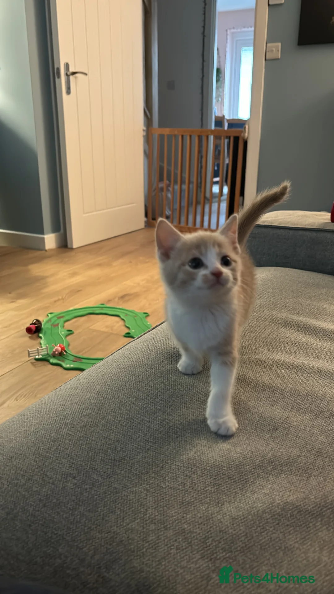 Mixed Breed cats for sale: Cream female Kitten  - Advert 2