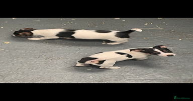 Jack Russell dogs - Advert 6