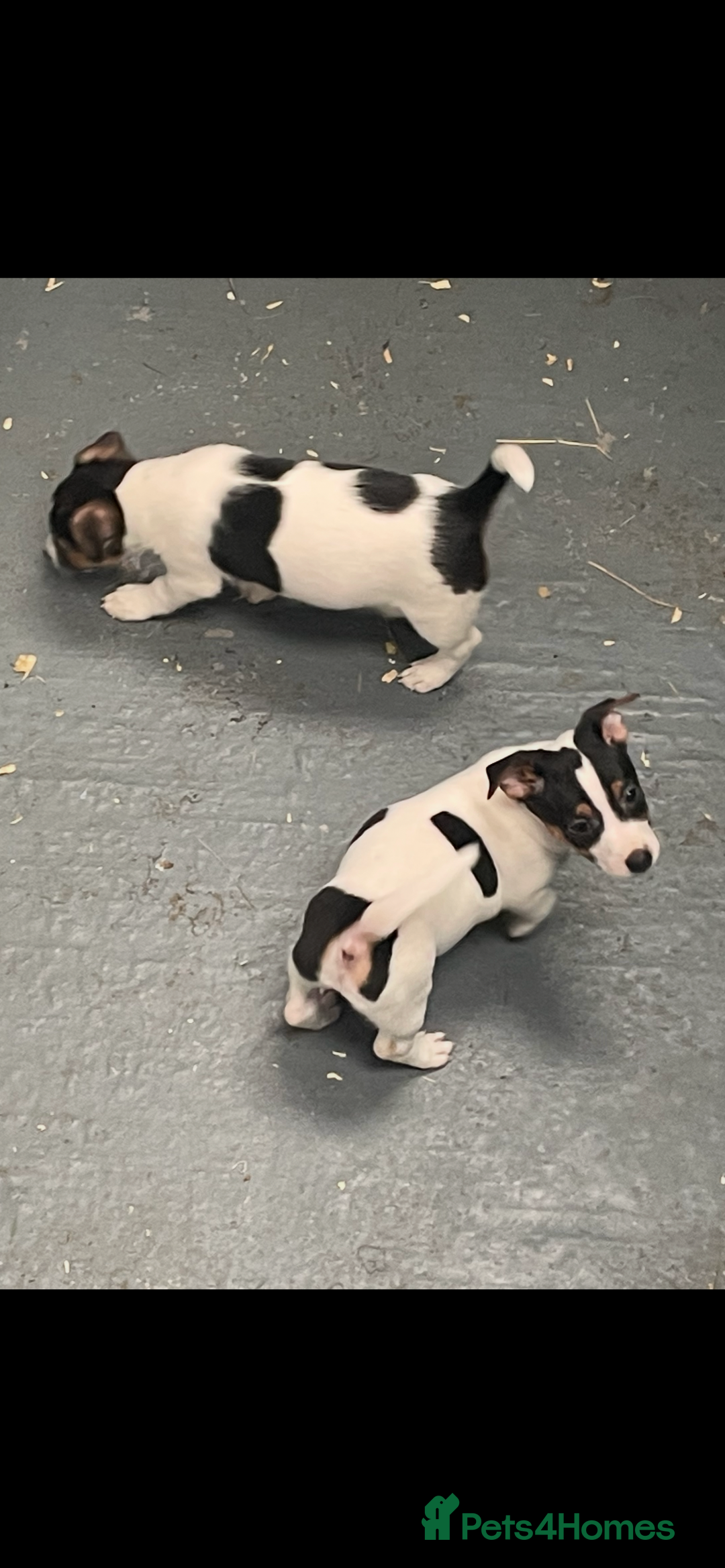Jack Russell dogs for sale: Pure Jack Russell Puppies for sale  - Image 2