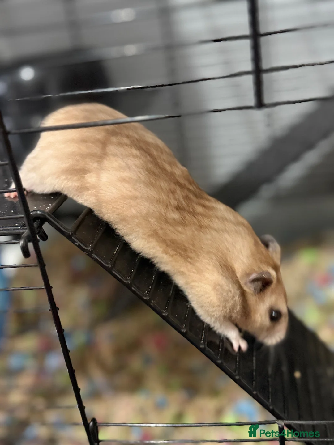 Hamster rodents for sale: Syrian hamster  in Chester-le-Street - Advert 2