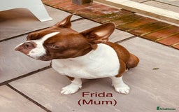 Boston Terrier dogs for sale: Beautiful Boston Terrier Puppies - Image 4