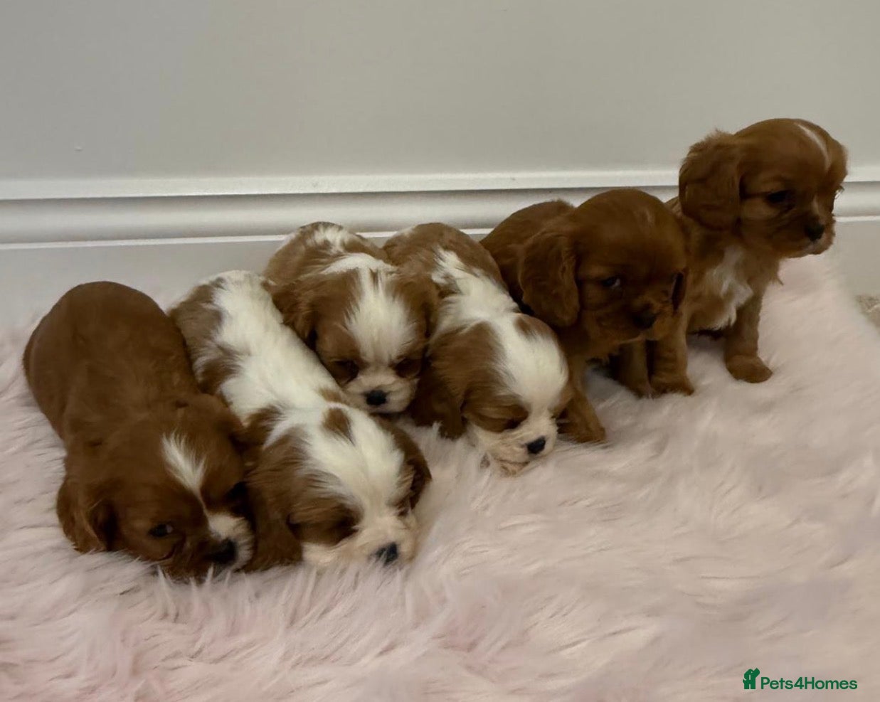 Cavalier King Charles Spaniel dogs KC Beautiful Cavaliers Health Tested Parents - Advert 10