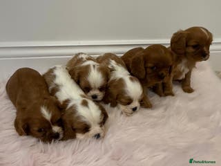 Cavalier King Charles Spaniel dogs KC Beautiful Cavaliers Health Tested Parents - Advert 10