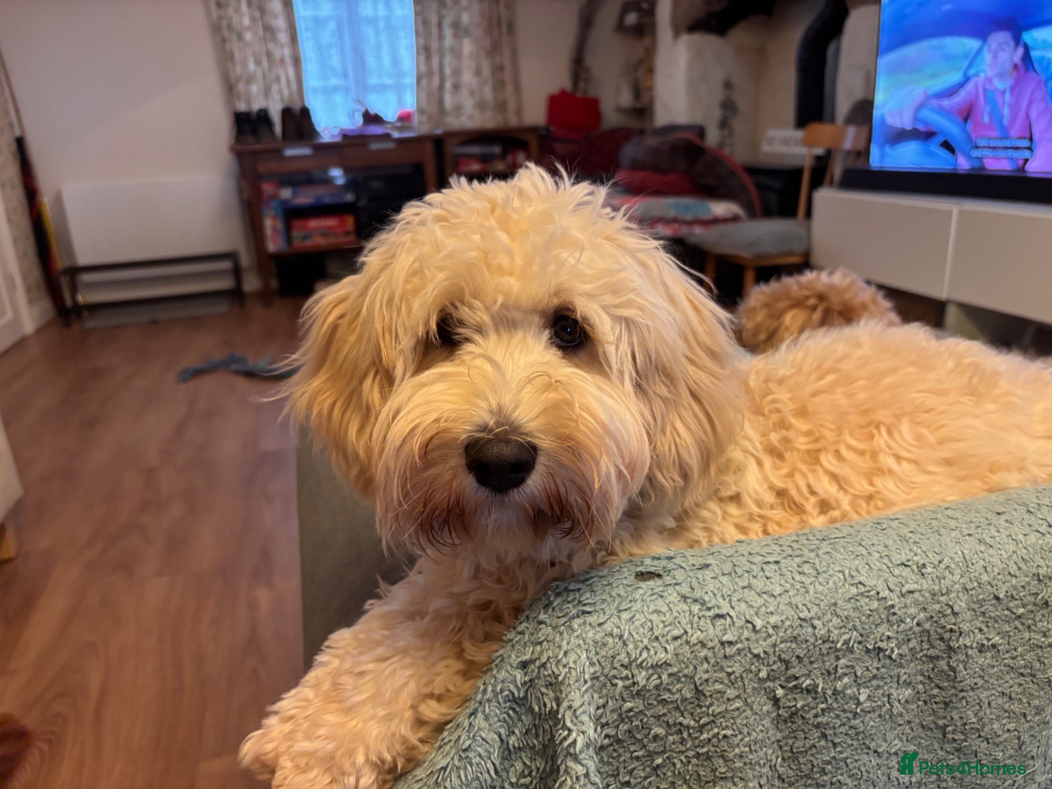 Cavachon dogs Lovely Female Cavachon - Advert 1