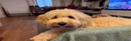 Cavachon dogs for sale: Lovely Female Cavachon - Advert 1