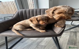 Cockapoo dogs for sale: Cockapoo Puppies - 1 Boy - 1 Girl - Ready to Go  - Image 7