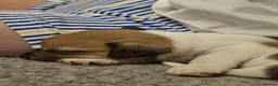 Jack Russell dogs for sale: Farm bred Jack Russell pups - Advert 5