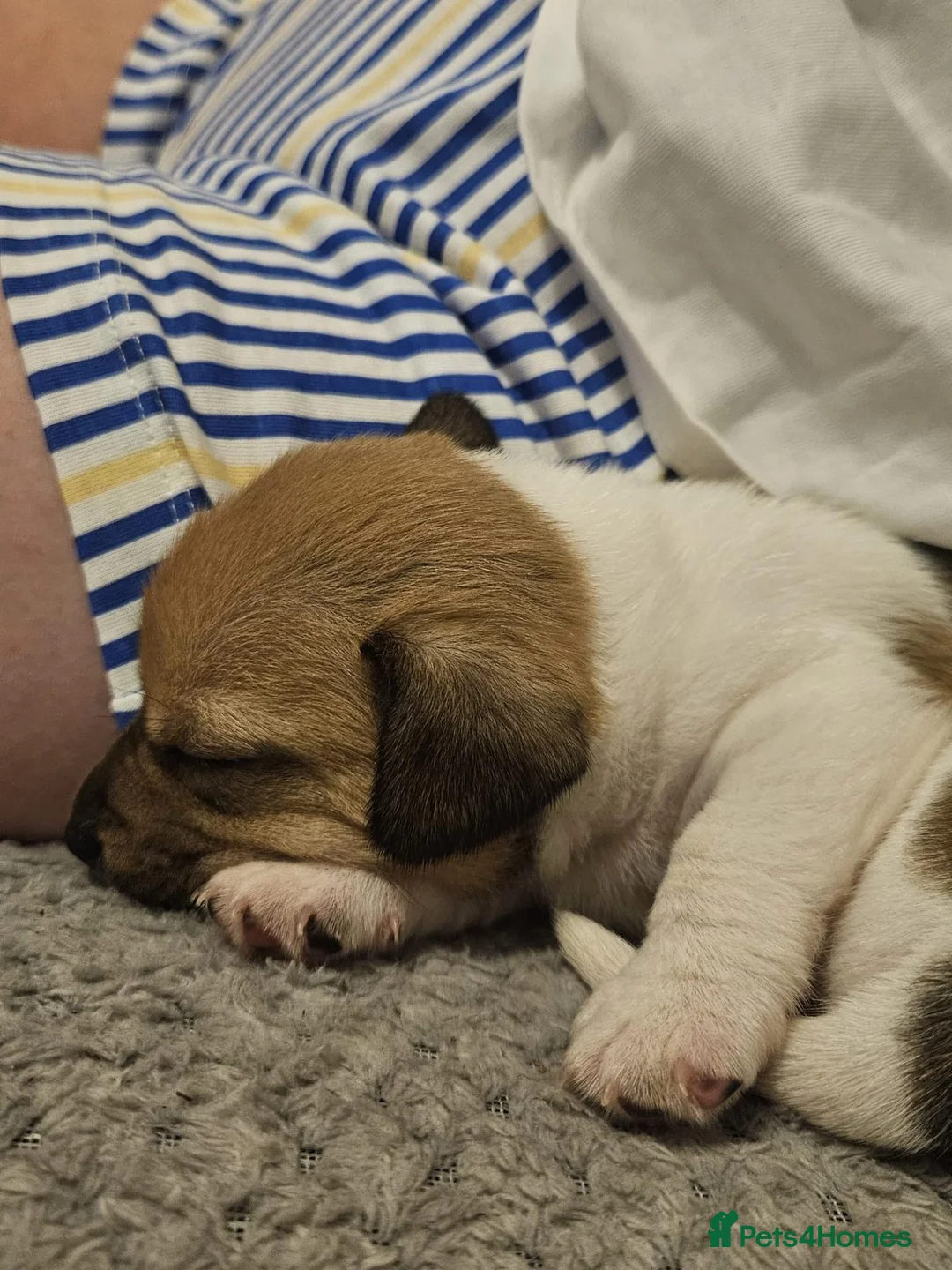 Jack Russell dogs for sale: Farm bred Jack Russell pups - Advert 5