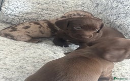 Mixed Breed dogs for sale: DAXIPOO PUPPIES  - Image 4