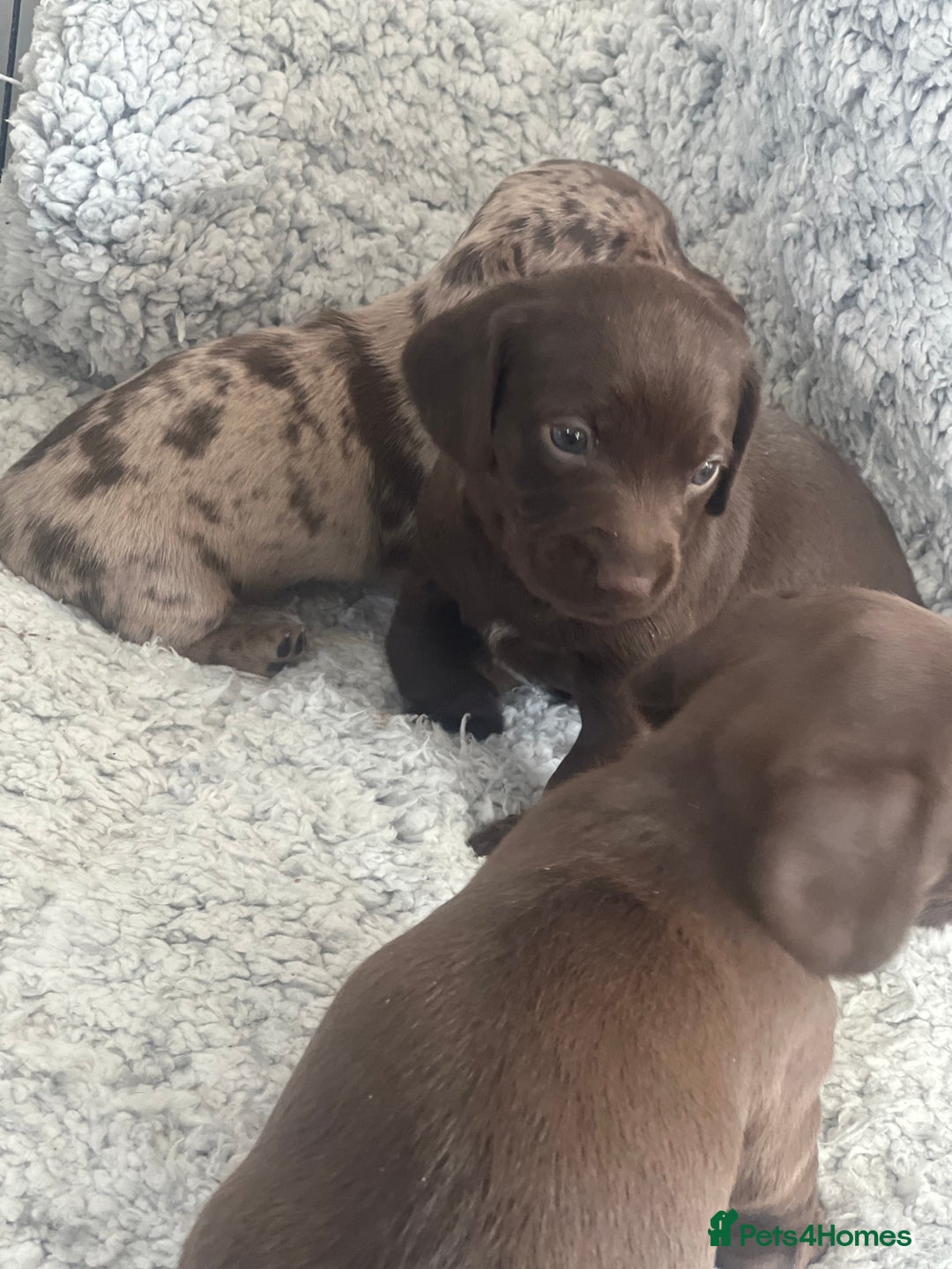 Mixed Breed dogs for sale: DAXIPOO PUPPIES  - Image 4