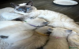 Ragdoll cats for sale: Gorgeous blue point ragdoll kittens (1F & 2M left) - Image 6