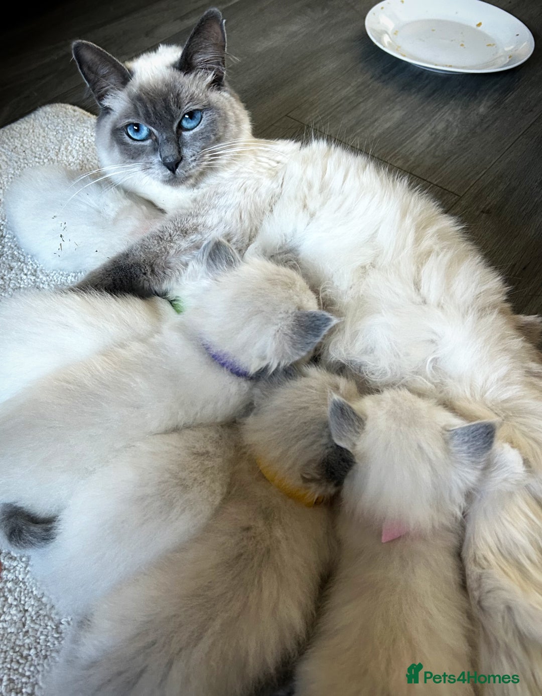 Ragdoll cats for sale: Gorgeous blue point ragdoll kittens (1F & 2M left) - Image 6