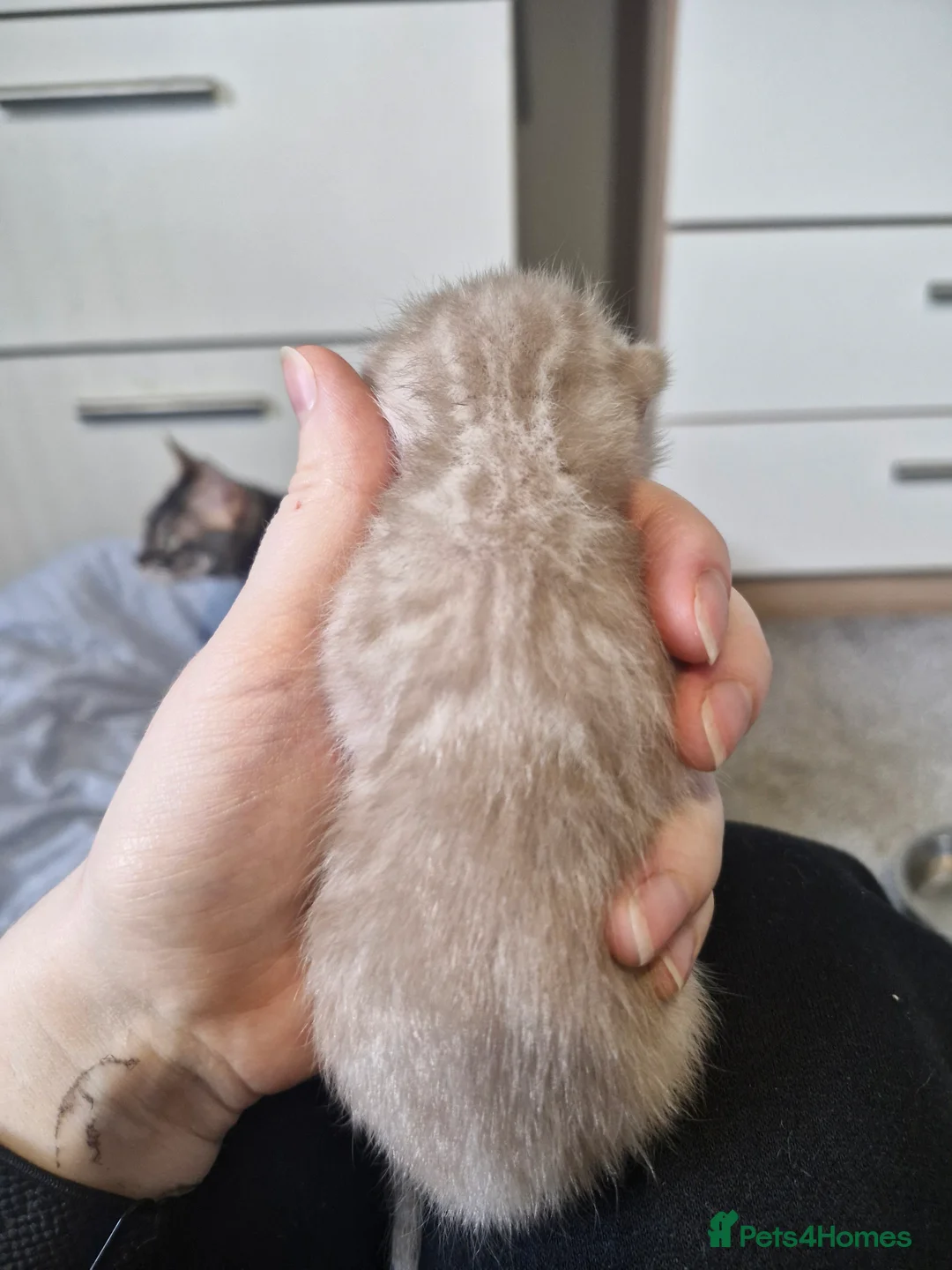 Bengal cats for sale: Genetic Health Tested Snow & Brown Bengal Kittens - Advert 22