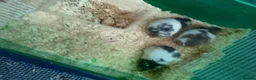 Hamster rodents for sale: Syrian hamsters, friendly, hand-tamed in Northampton - Advert 3