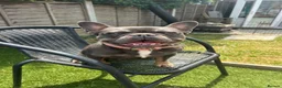 French Bulldog dogs for sale: This is Dolly-May - Advert 13