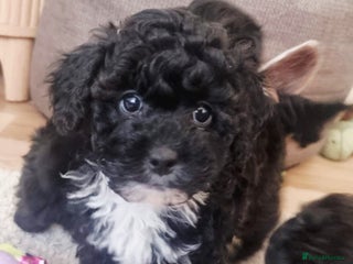 Shihpoo dogs 🌟 Adorable Shihpoo Puppies 🌟 - Advert 16