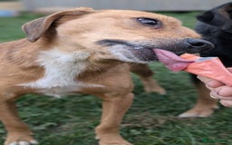 Mixed Breed dogs for adoption: Michael for adoption - Image 6