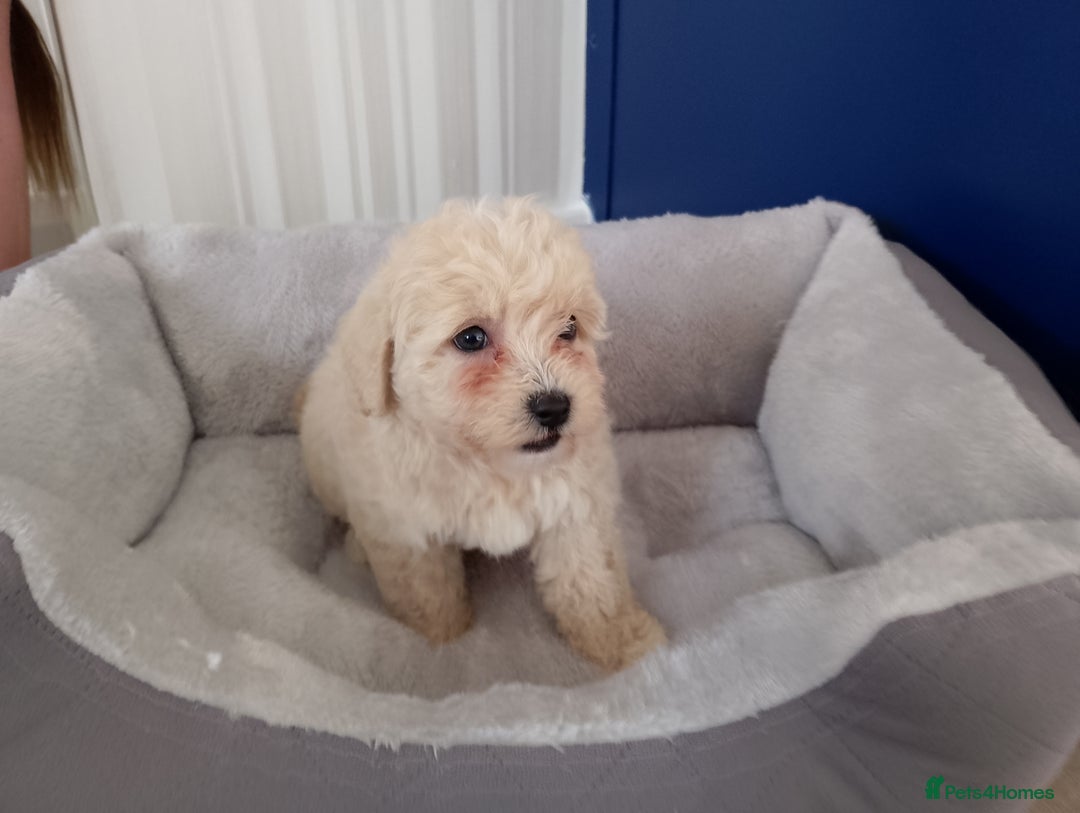 Maltipoo dogs for sale: Maltipoo puppies boy and girl available  - Image 22